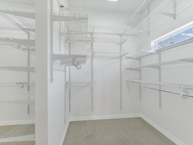 walk in closet with carpet floors