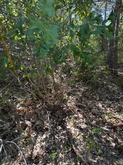 LOT1355 N Kaupo Dr, Bastrop, TX 78602 - photo 4