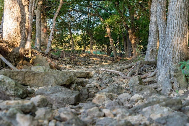 view of local wilderness