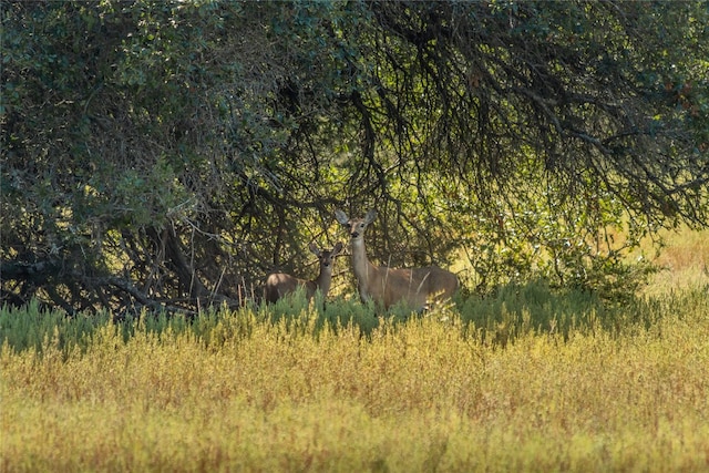 view of local wilderness