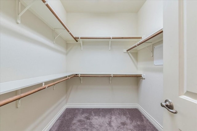 spacious closet featuring carpet flooring