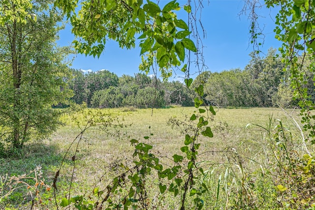 view of local wilderness