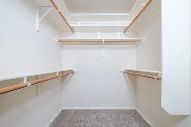 spacious closet featuring carpet floors