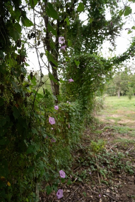 view of local wilderness