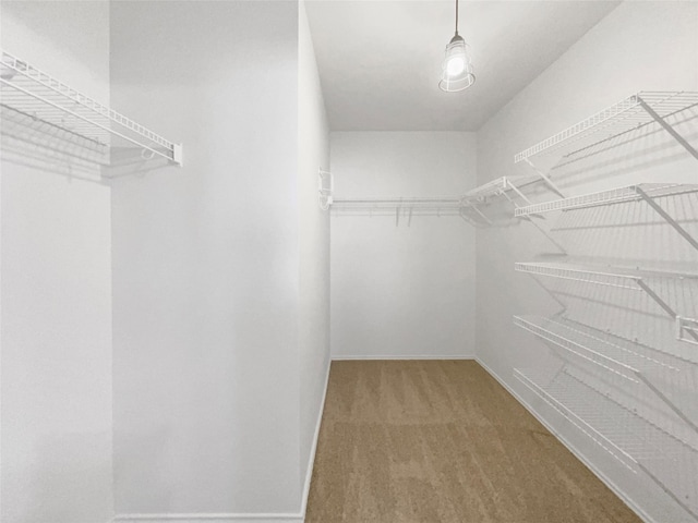 walk in closet with carpet floors