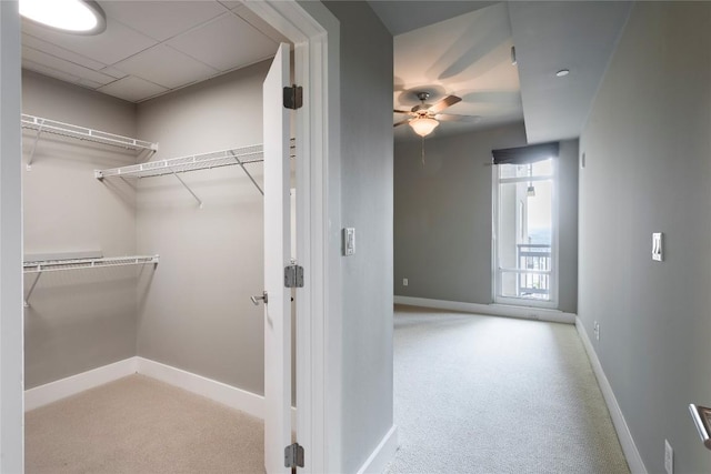 spacious closet featuring light colored carpet, a drop ceiling, and ceiling fan