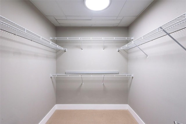 spacious closet featuring carpet floors and a paneled ceiling