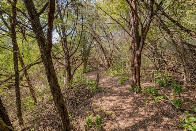 view of local wilderness