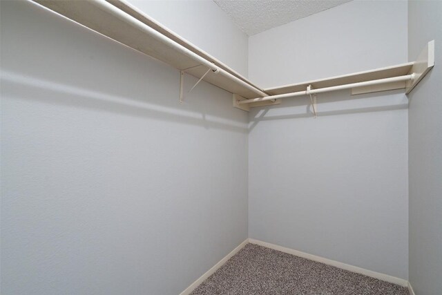 spacious closet featuring carpet flooring