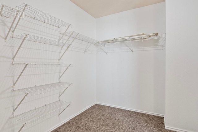 spacious closet featuring carpet