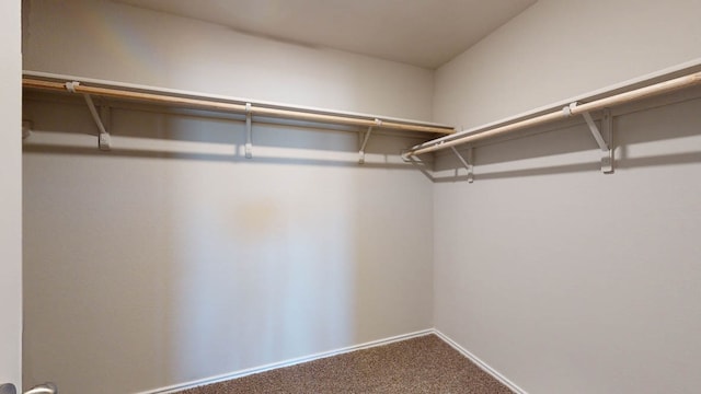 spacious closet featuring carpet flooring