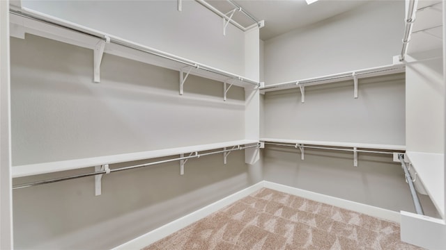 walk in closet featuring carpet flooring