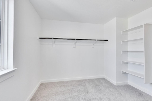 walk in closet featuring carpet flooring