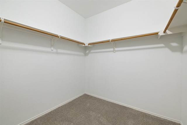 walk in closet with carpet flooring