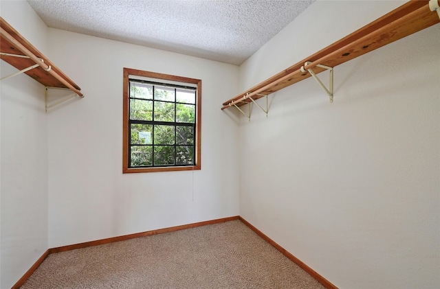 walk in closet with carpet flooring