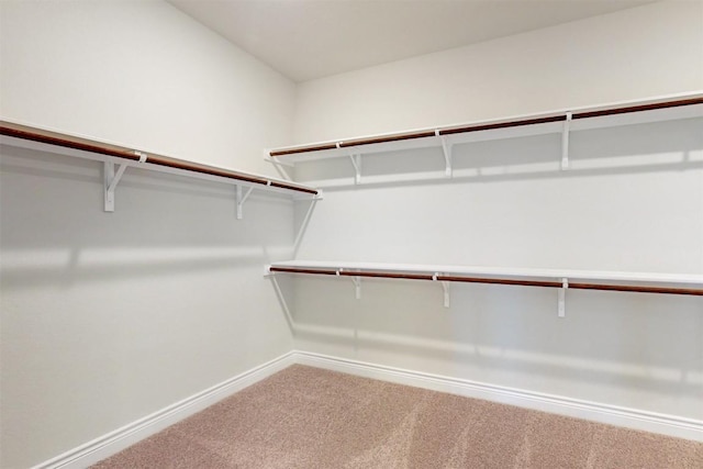 walk in closet featuring carpet flooring