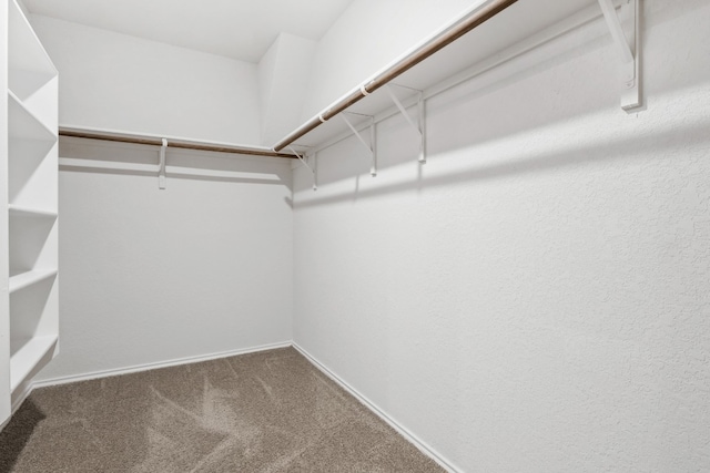 walk in closet featuring carpet floors