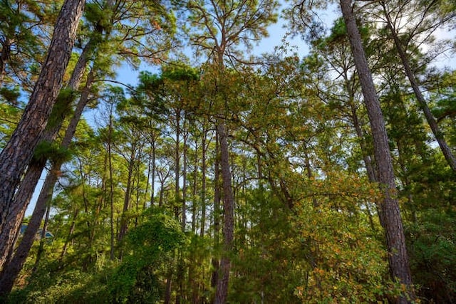 view of local wilderness