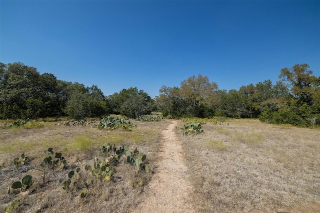 view of local wilderness