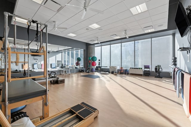 gym with a paneled ceiling, ceiling fan, and wood-type flooring