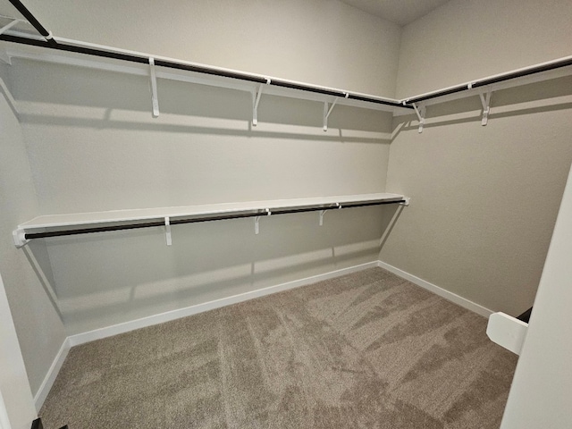 spacious closet featuring carpet floors