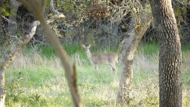 Listing photo 2 for TBD S Rainbow Ranch Rd, Wimberley TX 78676