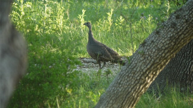 Listing photo 3 for TBD S Rainbow Ranch Rd, Wimberley TX 78676