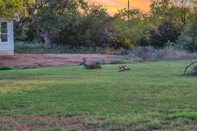 view of yard at dusk