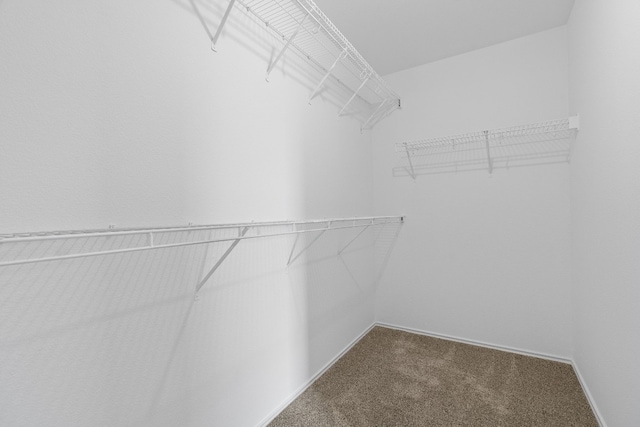 walk in closet with carpet flooring