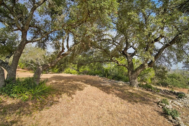 view of local wilderness