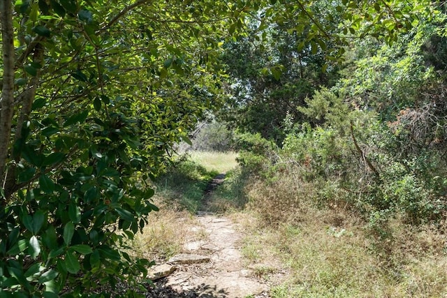 view of local wilderness