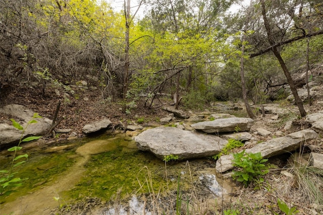 view of local wilderness