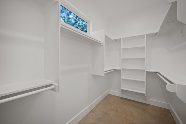 walk in closet with carpet floors