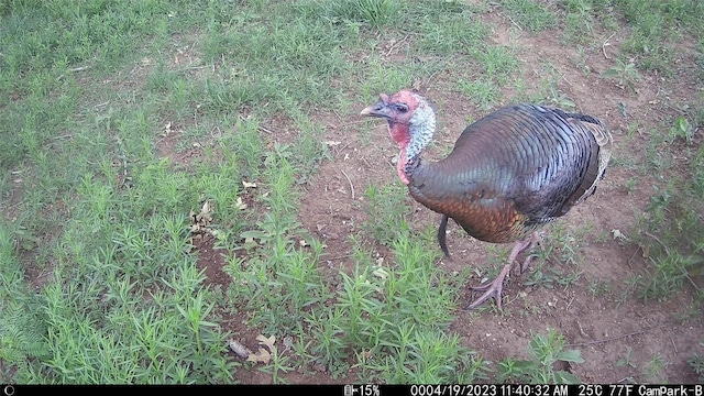 3000 Pettytown Rd, Dale, TX 78616 - photo 29