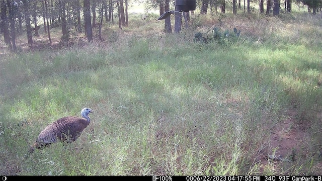 3000 Pettytown Rd, Dale, TX 78616 - photo 30