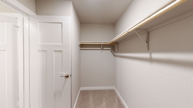 spacious closet featuring carpet floors