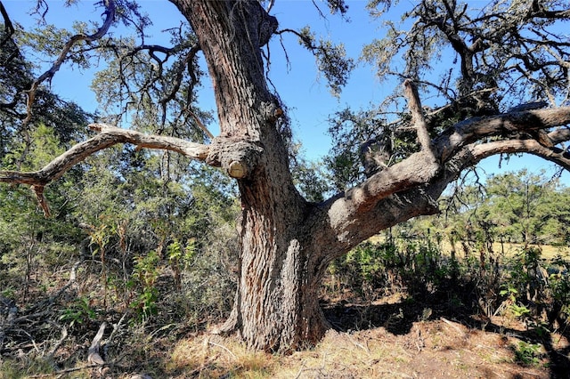 view of local wilderness