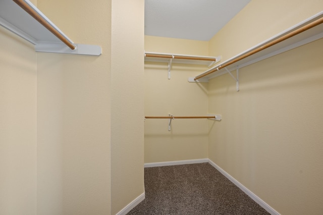 spacious closet featuring carpet flooring