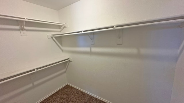 walk in closet featuring carpet floors