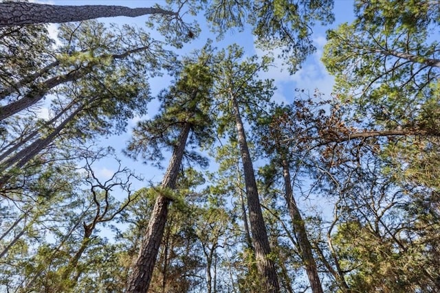 view of local wilderness