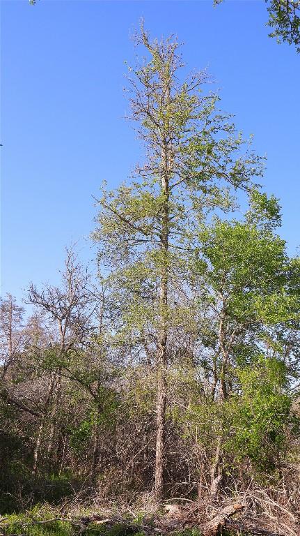 LOT13 Peace Pipe, Smithville, TX 78957 - photo 21