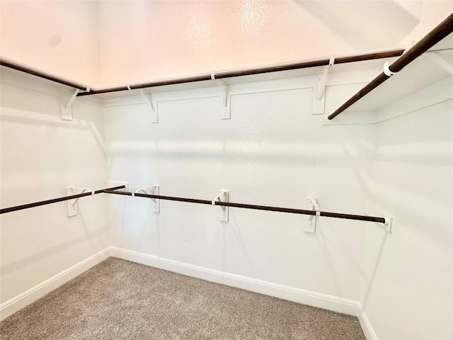 spacious closet featuring carpet