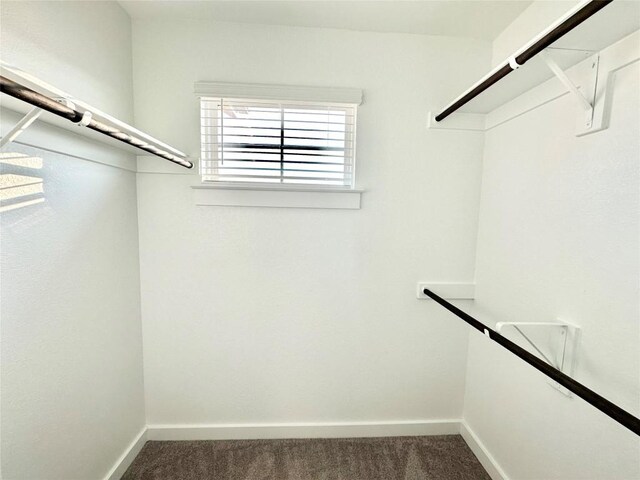 walk in closet with carpet floors