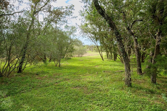 view of local wilderness