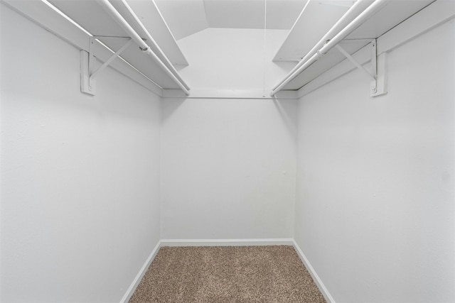 walk in closet with carpet floors