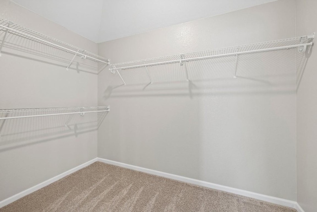 walk in closet with carpet flooring