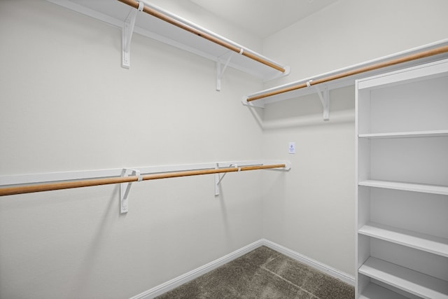 walk in closet featuring carpet flooring