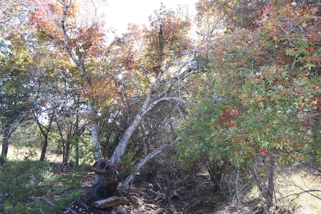 view of local wilderness