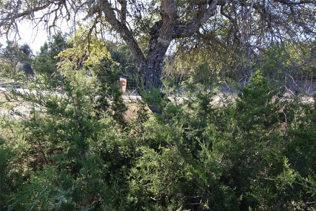 view of local wilderness