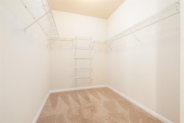 spacious closet featuring carpet